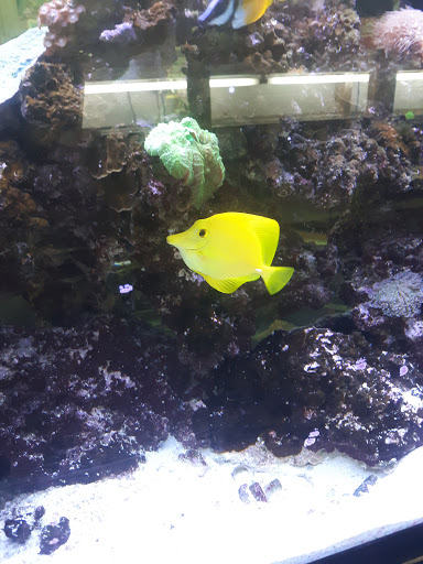 Pet Groomer «Edgewood Pet Center», reviews and photos, 3236 State Rd, Ashtabula, OH 44004, USA