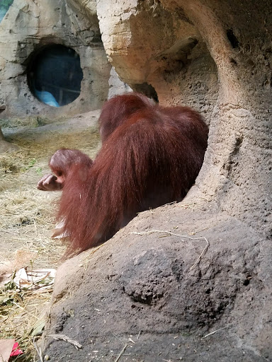 Zoo «Lied Jungle», reviews and photos, 916 D St, Omaha, NE 68107, USA