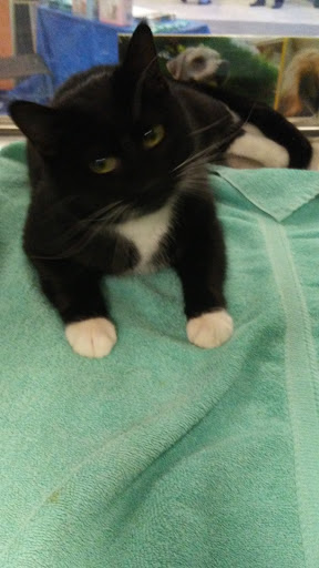 Pet Supply Store «PetSmart», reviews and photos, 1157 E North Ave, Belton, MO 64012, USA