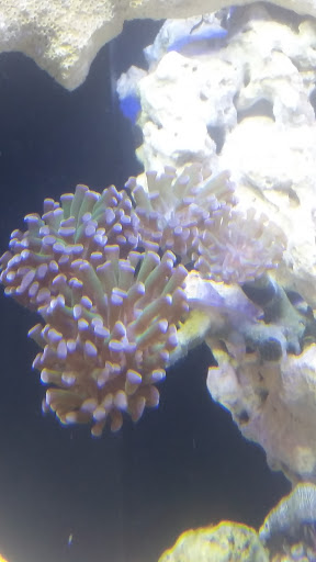 Tropical Fish Store «Saltwater Paradise», reviews and photos, 1313 W Airport Fwy, Irving, TX 75062, USA