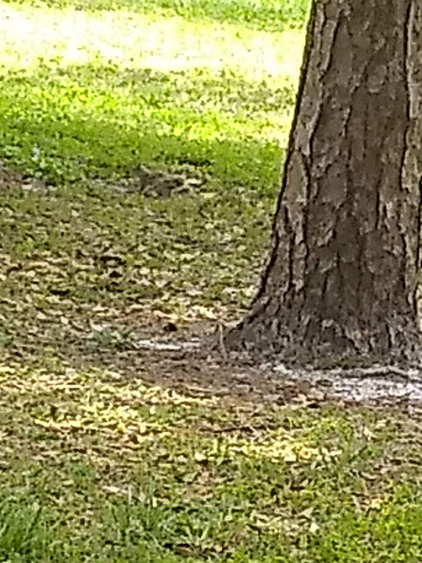 Park «Boston Hill Park», reviews and photos, 777 S Central Ave, Oviedo, FL 32765, USA