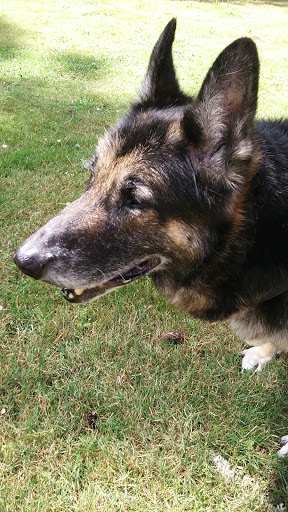 Park «Albert Kelly Park», reviews and photos, SW Dosch Rd & SW Mitchell St, Portland, OR 97239, USA