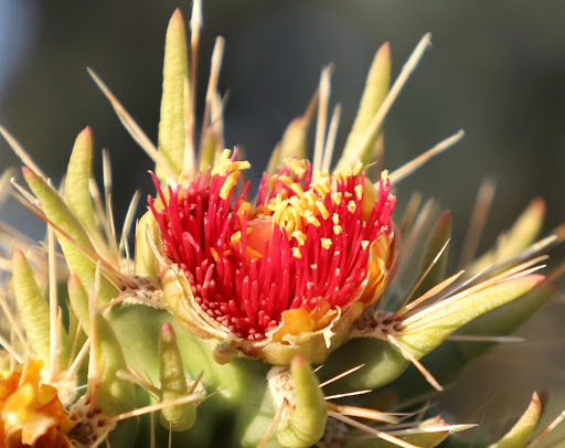 Nature Preserve «Cave Buttes Recreation Area», reviews and photos, N 7th St & E Happy Valley Rd, Phoenix, AZ 85024, USA