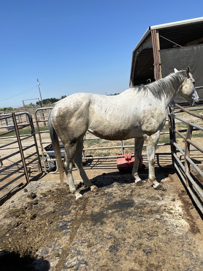 Animal Rescue of Lathrop HORSE'S