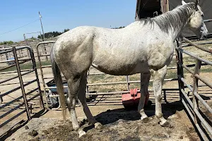 Animal Rescue of Lathrop HORSE'S image