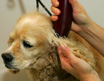 Pet Supply Store «Wiggle Butt Pet Supply & Grooming», reviews and photos, 630 Busse Hwy, Park Ridge, IL 60068, USA