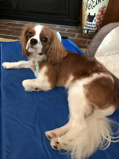 Pet Supply Store «Pet Supply Outlet», reviews and photos, 150 Spaulding Tpke, Portsmouth, NH 03801, USA