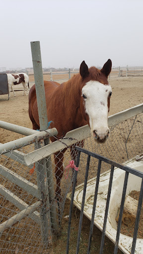 All Valley Horse Rescue