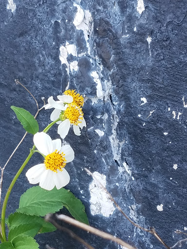 National Park «Fort Pickens», reviews and photos, 1400 Fort Pickens Rd, Pensacola Beach, FL 32561, USA