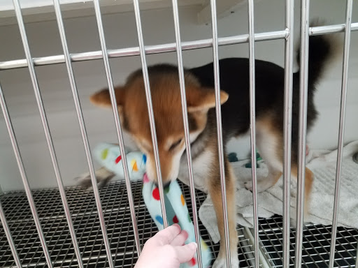 Pet Store «Petland», reviews and photos, 5470 Dixie Hwy, Fairfield, OH 45014, USA