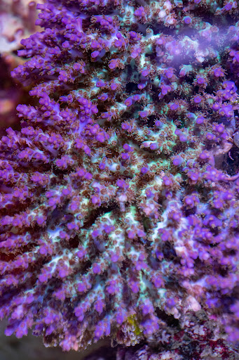 Tropical Fish Store «Greenwich Aquaria», reviews and photos, 1064 E Putnam Ave, Riverside, CT 06878, USA