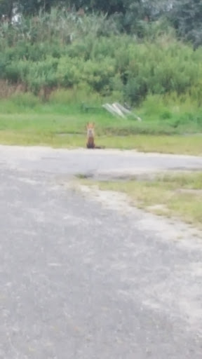 Golf Club «Bergen Point Golf Course», reviews and photos, 69 Bergen Ave, West Babylon, NY 11704, USA