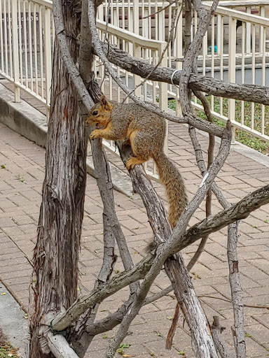 Park «Hemisfair Park», reviews and photos, 434 S Alamo St, San Antonio, TX 78205, USA
