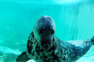 Cornish Seal Sanctuary image
