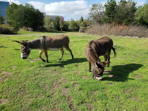 Barron Park Donkeys