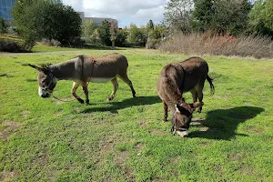 Barron Park Donkeys image
