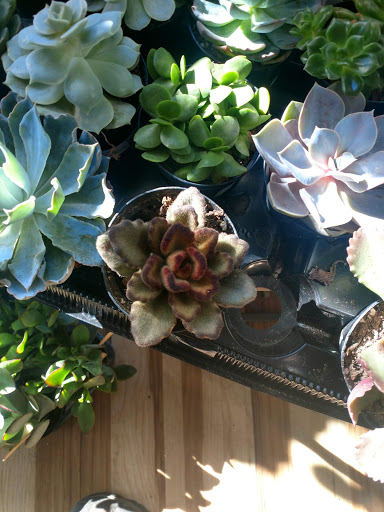 Florist «Urban Sense», reviews and photos, 5402 W Vliet St, Milwaukee, WI 53208, USA