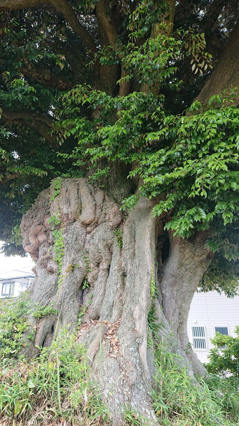 澳津説神社のシイ