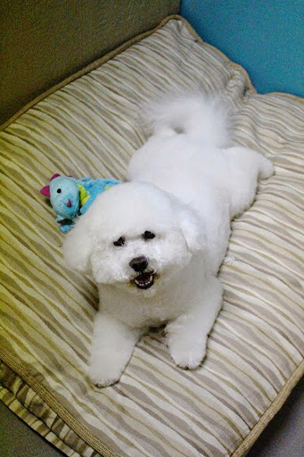 Pet Groomer «All For Paws», reviews and photos, 246 W Manson Hwy #6, Chelan, WA 98816, USA