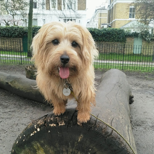 Training Dog - London