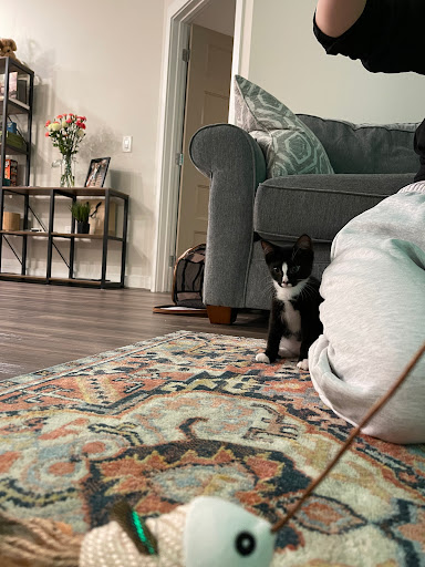 Pet Supply Store «PetSmart», reviews and photos, 5154 Nicholson Ln, Kensington, MD 20895, USA