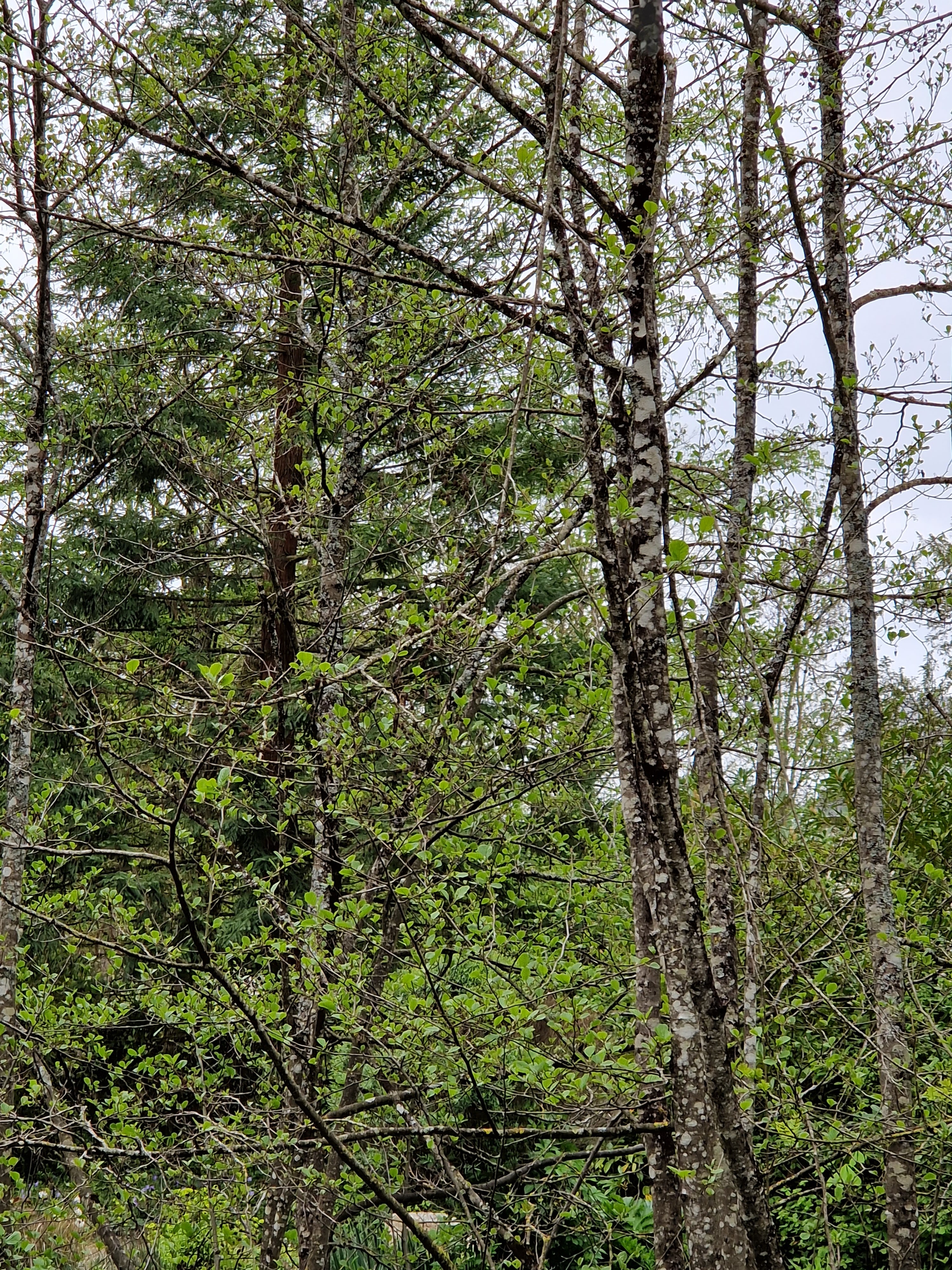 Photo n° 9 de l'avis de LENOIR.O fait le 30/04/2023 à 17:07