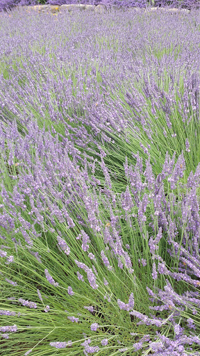 Farm «Oregon Lavender Farm», reviews and photos, 20949 S Harris Rd, Oregon City, OR 97045, USA