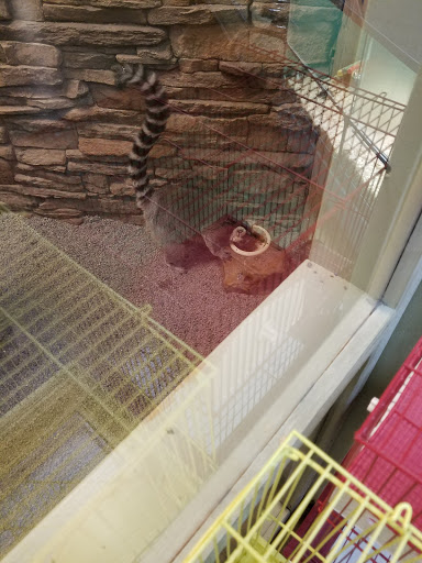 Pet Store «Incredible Pets Inc», reviews and photos, 2255 N Wickham Rd # 102, Melbourne, FL 32935, USA