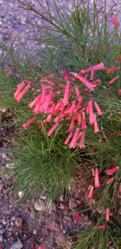 Park «Centennial Park», reviews and photos, 2475 E Markwood Dr, Chandler, AZ 85286, USA