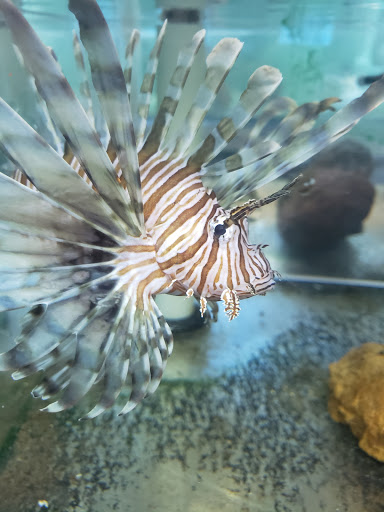 Tropical Fish Store «The Fish Store», reviews and photos, 2050 Chamblee Tucker Rd, Chamblee, GA 30341, USA