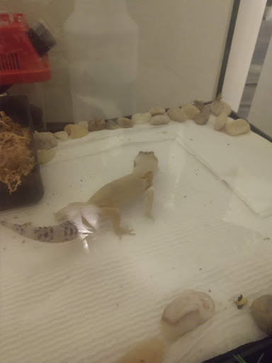 Pet Supply Store «PetSmart», reviews and photos, 4400 Fort Jackson Blvd #300, Columbia, SC 29209, USA