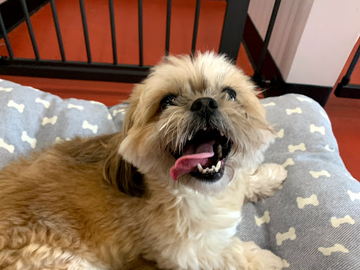 MaryMac's Doggie Retreat