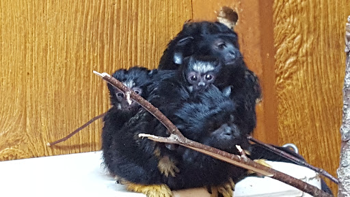 Zoo «Lupa Zoo», reviews and photos, 62 Nash Hill Rd, Ludlow, MA 01056, USA