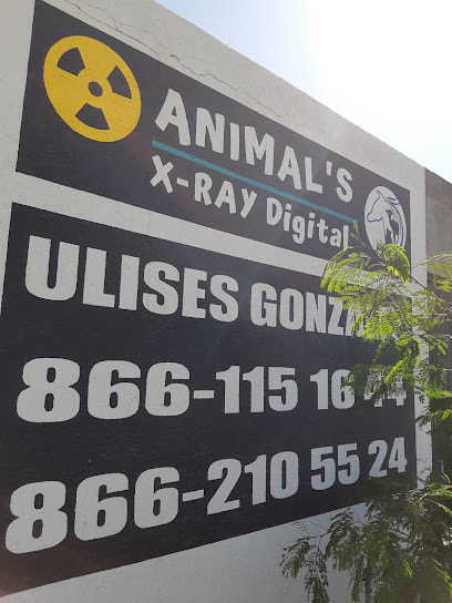 Animal's X-RAY digital