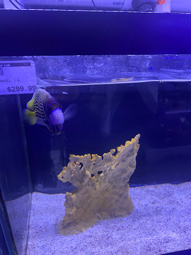 Tropical Fish Store «Optimum Aquarium», reviews and photos, 840 Ernest W Barrett Pkwy NW #700, Kennesaw, GA 30144, USA