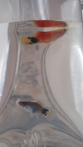 Pet Store «Aquatic Pets», reviews and photos, 414 Division St S, Northfield, MN 55057, USA