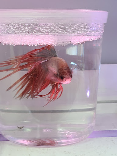 Pet Supply Store «Incredible Pets», reviews and photos, 649 Sutton Way, Grass Valley, CA 95945, USA