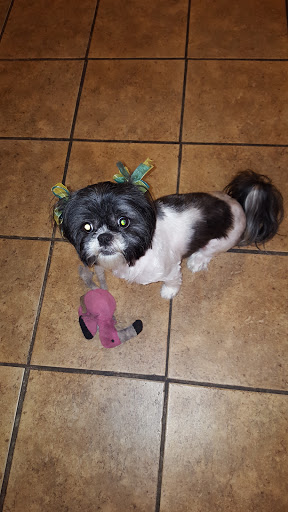 Daphne's Pet Grooming