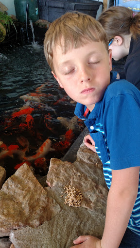 Pet Store «Fish Bowl», reviews and photos, 2117 E Race Ave, Searcy, AR 72143, USA