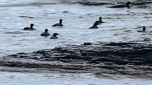 Campground «Sheridan Bay Park», reviews and photos, 3193 Lake Shore Dr E, Dunkirk, NY 14048, USA