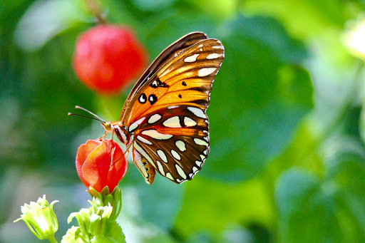 Non-Profit Organization «Houston Audubon Society», reviews and photos, 440 Wilchester Blvd, Houston, TX 77079, USA