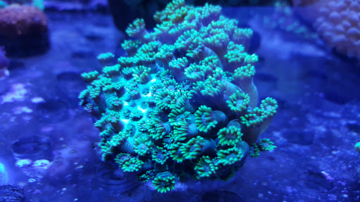 Tropical Fish Store «Scranton Aquarium», reviews and photos, 1819 Sanderson Ave, Scranton, PA 18509, USA