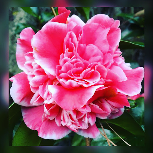 Explore tattoo ideas peace, creative tattoo ideas in Savannah, available at Tatlyfe Studios