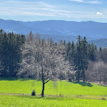 Photo n°8 de l'avis de Thomas.u fait le 26/03/2023 à 14:30 sur le  Hotel Munde Restaurant Biereck à Hofstetten