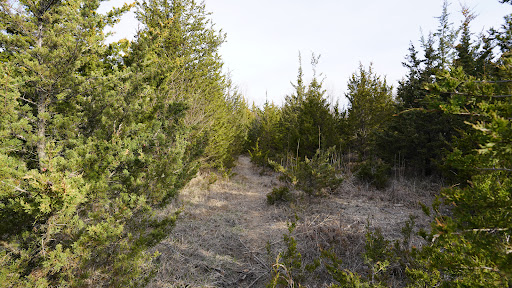 Nature Preserve «Raceway Woods Forest Preserve», reviews and photos, State Rte 31, Carpentersville, IL 60110, USA
