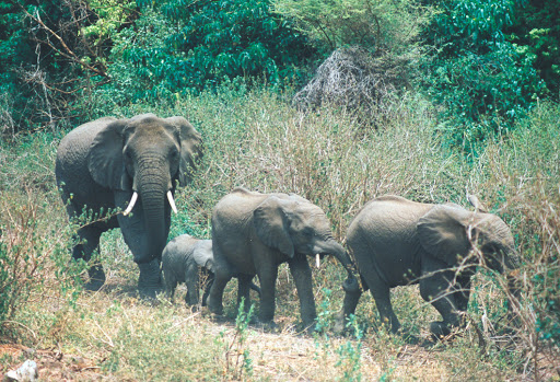 Personal Injury Attorney «Lombardi Law Firm», reviews and photos