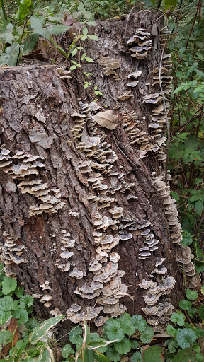 Nature Preserve «Lothlorien Nature Sanctuary», reviews and photos, 559 McFadden Ridge Rd, Bedford, IN 47421, USA