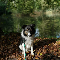 Hundeschule Natur Pur