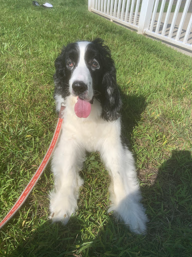 Pet Supply Store «PetSmart», reviews and photos, 310 NJ-36, West Long Branch, NJ 07764, USA