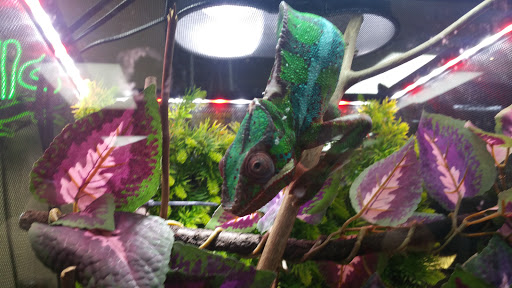 Reptile Store «The House Of Reptiles», reviews and photos, 5501-1 Beach Blvd, Jacksonville, FL 32207, USA